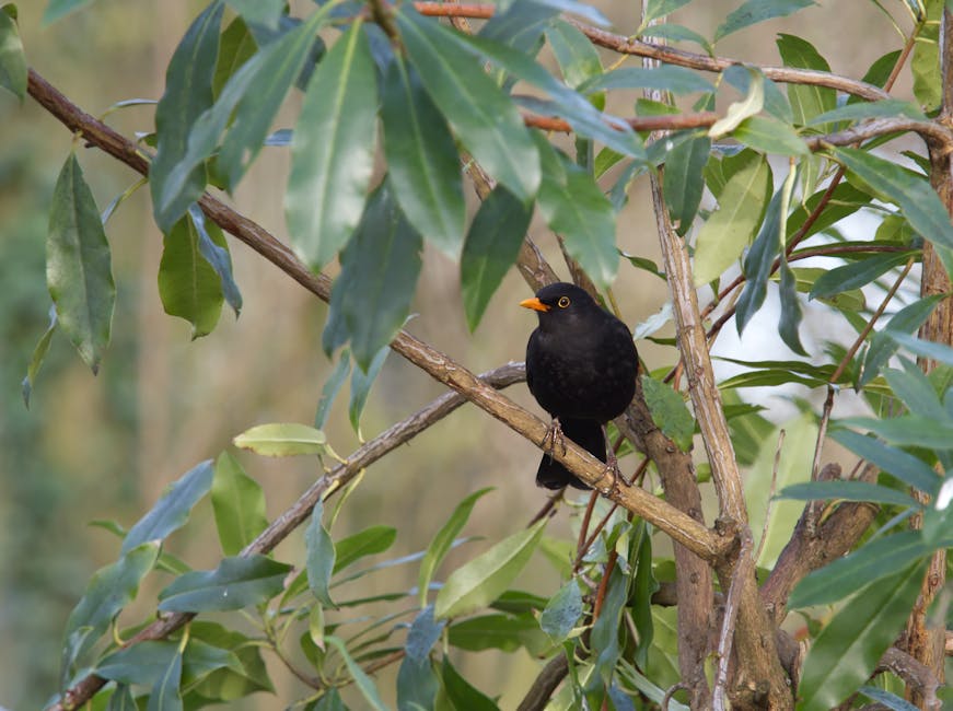 A black bird with an orange beak perched on a thin branch within a tree that has green, elongated leaves. The background showcases a natural outdoor setting with blurred foliage and light filtering th