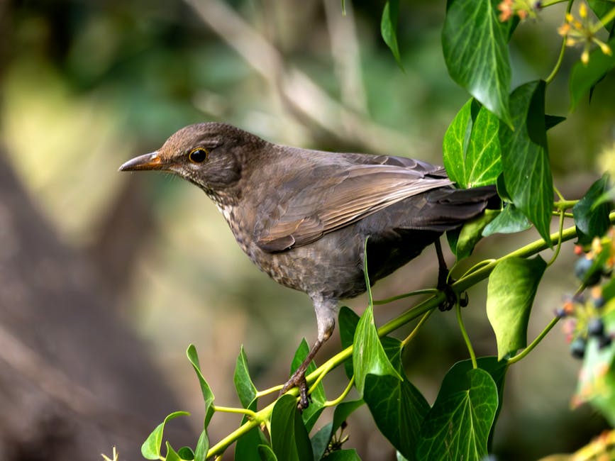 A black bird with an orange beak perched on a thin branch within a tree that has green, elongated leaves. The background showcases a natural outdoor setting with blurred foliage and light filtering th